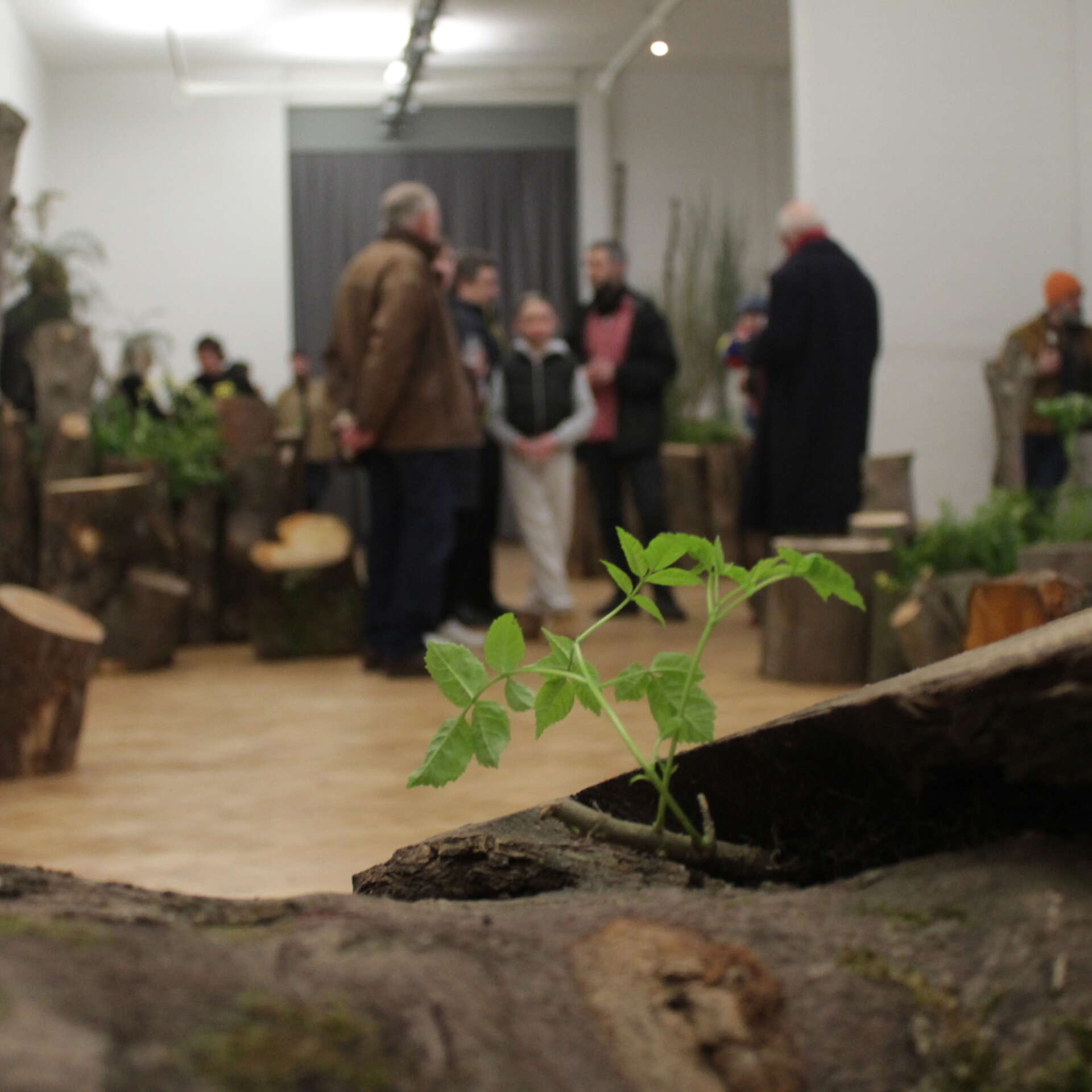 The main entrance of Chapter in the distance, with some plants in the foreground.